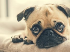 ANIMALS ABUSE